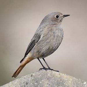 Black Redstart (female type)