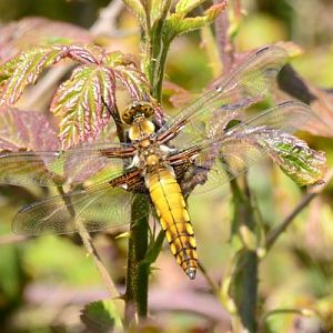 B-bodied Chaser